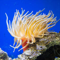 Judas - Sea Anemone