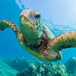 Donatello - Loggerhead Sea Turtle