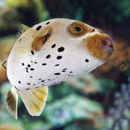 Meat - Dog Face Puffer Fish