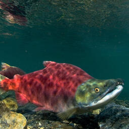Ash - Sockeye Salmon