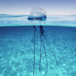 Angel - Portuguese Man O&#39; War
