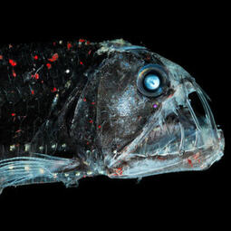 Jack - Pacific Viperfish