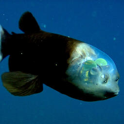 Sally - Barreleye