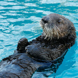 Merriweather - Sea Otter