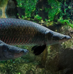 Shepherd - Arapaima