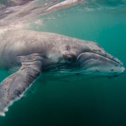 The Big Guy - Baleen Whale