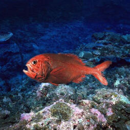 Kal - Orange Roughy