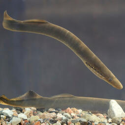 Sir - River Lamprey