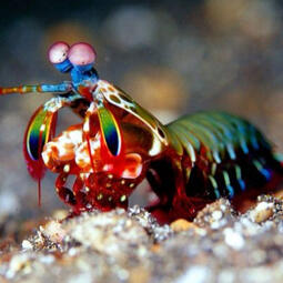 5 - Rainbow Mantis Shrimp