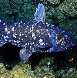 Tommelise - Coelacanth