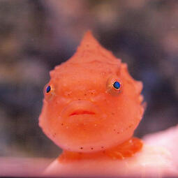 Ponyo - Balloon Lumpfish