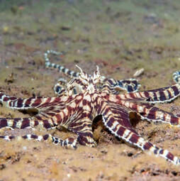 Vic - Mimic Octopus